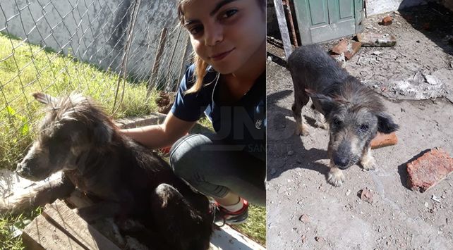 perro rescatado 1 OK