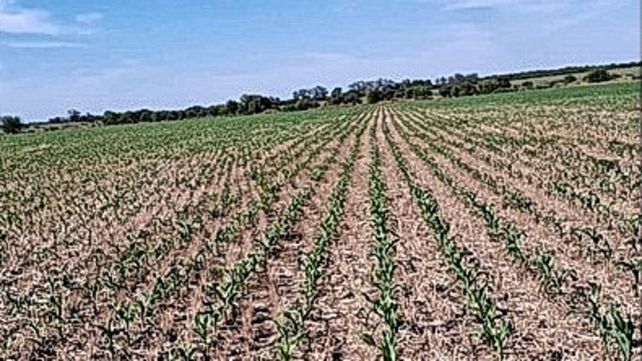 Fuerte caída del área sembrada con maíz en Entre Ríos: la más baja en nueve años
