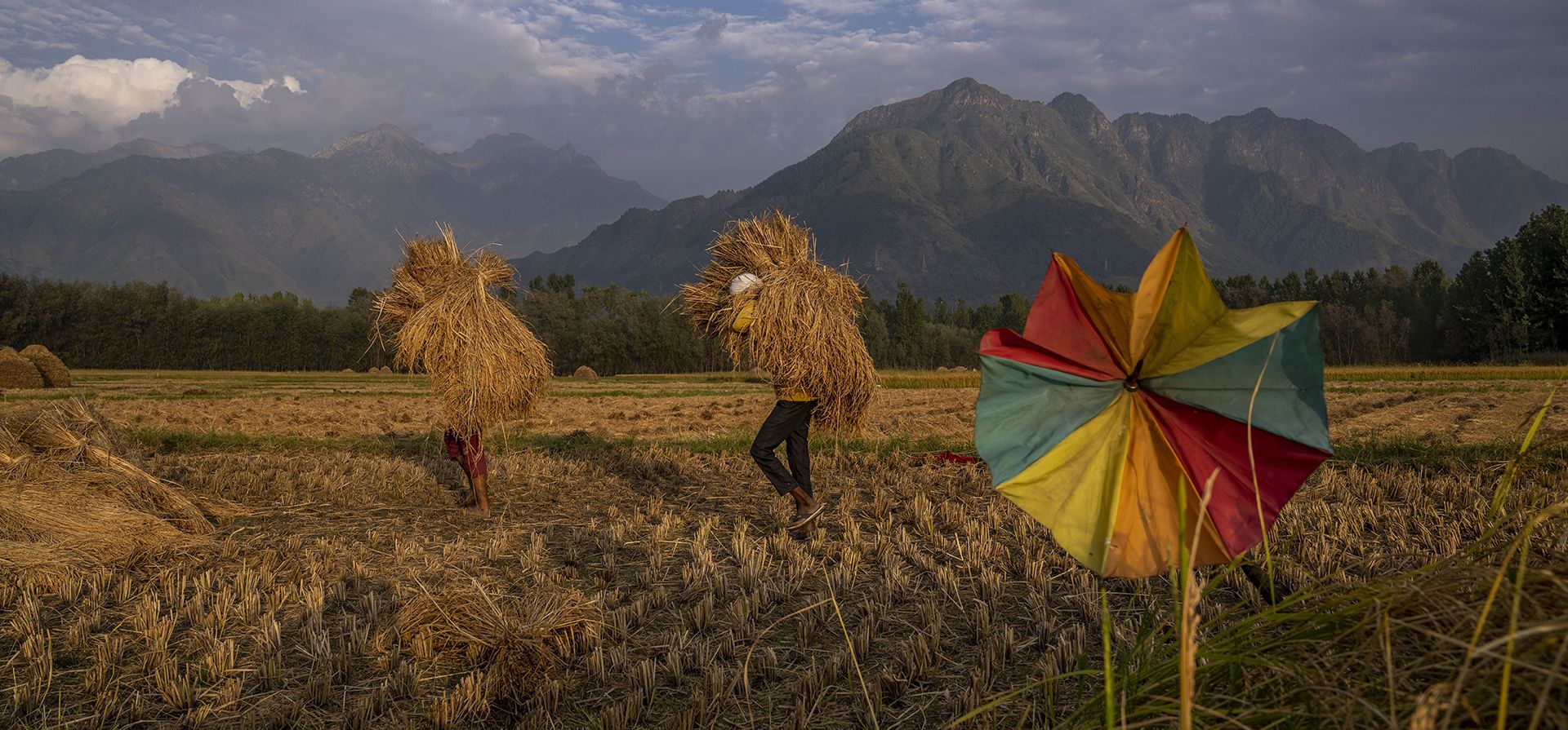 La gente lleva arroz cosechado en un campo en las afueras de Srinagar, Cachemira controlada por India, el viernes 16 de septiembre de 2022. La agricultura es la principal fuente de alimentos, ingresos y empleo en las zonas rurales.