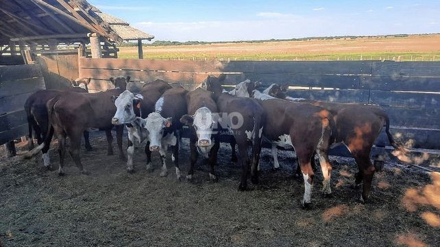 La Guardia Rural Los Pumas logró recuperar los vacunos robados