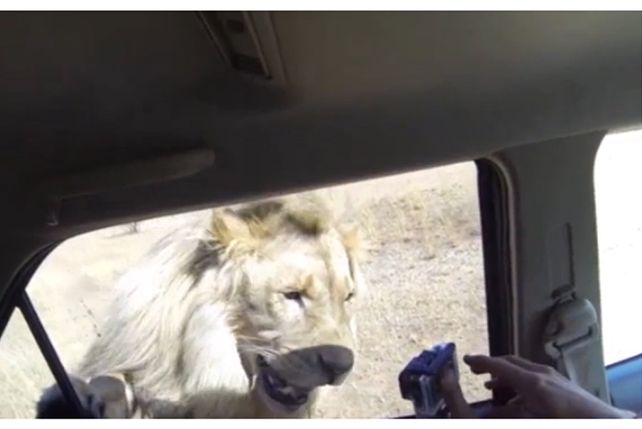 Un león atacó un auto lleno de gente