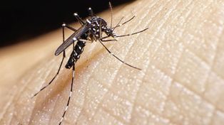 Prevención del dengue. El&nbsp;Aedes aegypti ya está en la ciudad