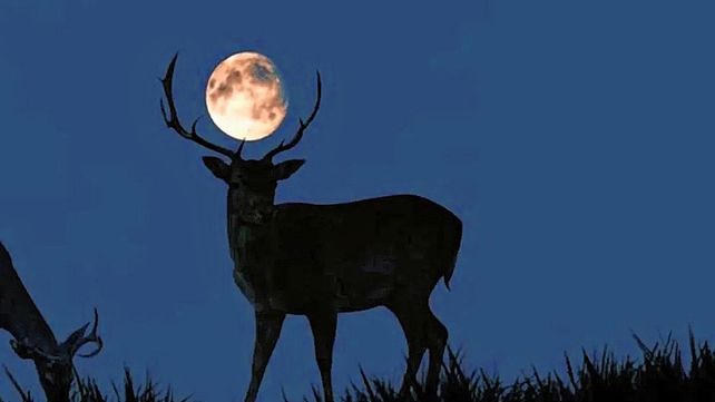 Super luna de ciervo 2022: por qué se llama así y a qué hora verla