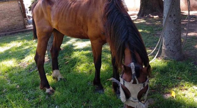 CABALLO 1