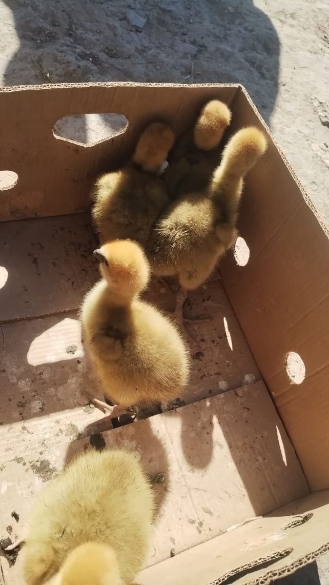 Rescatan aves silvestres y descubren faena clandestina de carpinchos en Villa Gobernador Gálvez