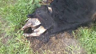 Sorpresa en la región por el misterio de vacas mutiladas y tanques que se vacían