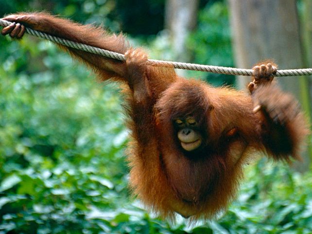 Alerta, Tierra: unas 5,200 especies están en peligro de extinción