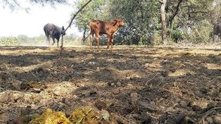 La Herminia. El campo de Francisco Buyatti, ubicada en el departamento 9 de Julio, se sumó a la reserva.