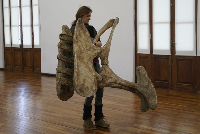 El Museo Gallardo reabre estas vacaciones con una enorme muestra de dinosaurios