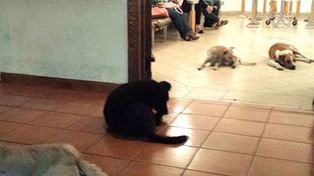 Un grupo de perros callejeros apareció en el velatorio de la mujer que los cuidaba