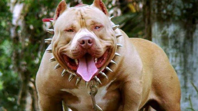 Piden extremar recaudos a la hora de manejar perros potencialmente peligrosos en Venado Tuerto.