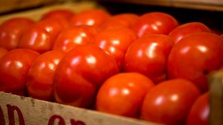 El veranito que se aproxima haría bajar el precio del tomate