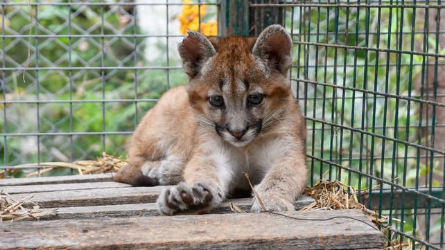 Rescataron cinco pumas, un guazuncho y una gallareta en territorio santafesino