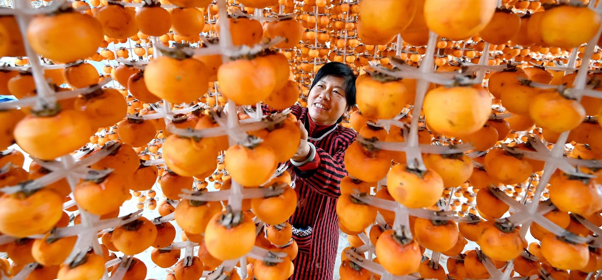Una mujer coloca los caquis en rejillas especiales para secarlos, Handan, China. Fotografía: Costfoto/NurPhoto/Rex/Shutterstock Una mujer coloca los caquis en rejillas especiales para secarlos, Handan, China. Fotografía: Costfoto/NurPhoto/Rex/Shutterstock