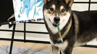 Hunter, el perro pintor que ya ganó 15 mil euros con sus cuadros