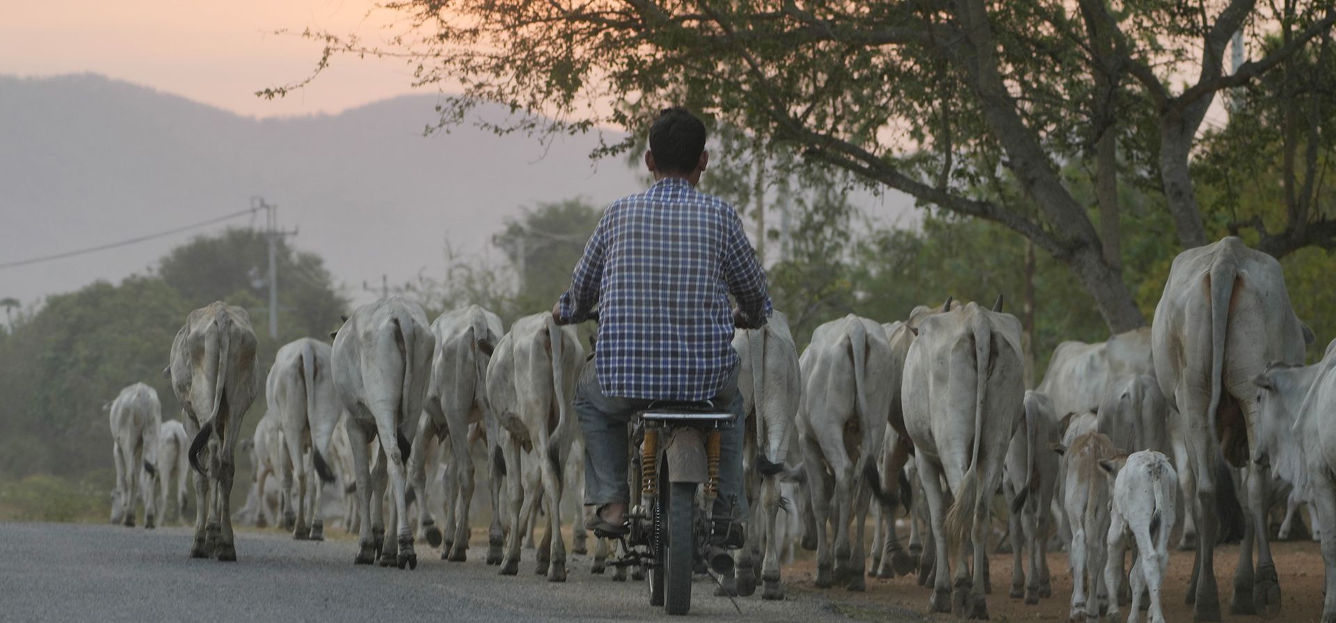 Un granjero pastorea un rebaño de vacas en un campo cerca de la montaña Kravanh en la provincia de Kampong Speu, suroeste de Phnom Penh, Camboya, el viernes 16 de febrero de 2024. (Foto AP/Heng Sinith ) Un granjero pastorea un rebaño de vacas en un campo cerca de la montaña Kravanh en la provincia de Kampong Speu, suroeste de Phnom Penh, Camboya, el viernes 16 de febrero de 2024. (Foto AP/Heng Sinith )