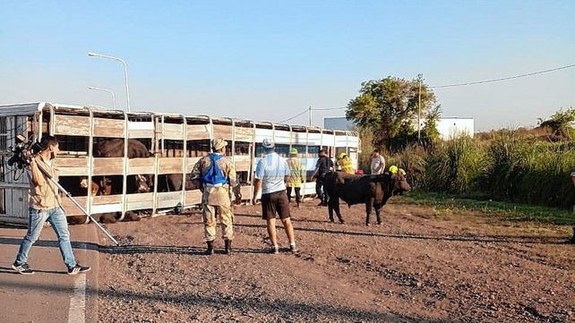 Volcó un camión jaula con animales en el Acceso Norte