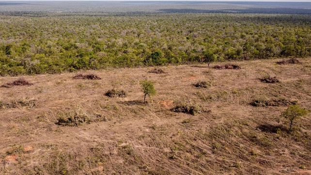La deforestación en la sabana de la región de Cerrado