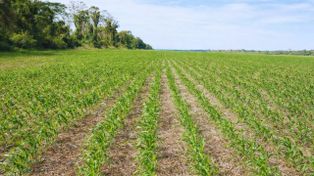 El sistema de corte línea a línea transforma la siembra argentina