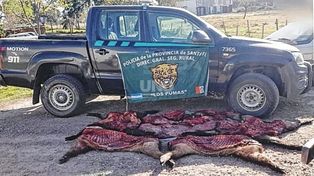 Incautaron cinco chanchos salvajes a seis cazadores furtivos en La Gallareta