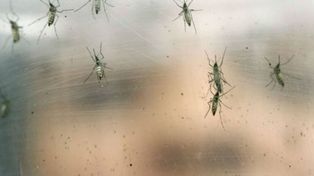 Piden declarar la emergencia en salud por el dengue