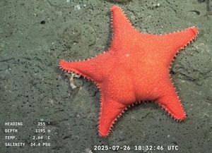 Bajo el mar: se viralizó una transmisión del fondo del océano hecha por científicos del Conicet
