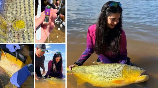 Un dorado recorrió 600 kilómetros. Fue pescado y devuelto en Itatí