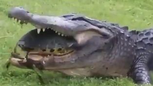 El viral del momento: un caimán quiso comerse una tortuga pero quedó en ridículo