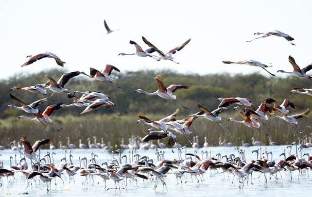 Aquerenciados. Por alguna razón