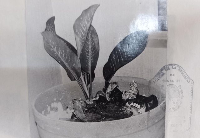 El tanque de fibrocemento con el ficus. En la tierra removida de ese macetero se encontraron los restos de Sauan. 