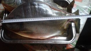 Los pescadores tuvieron que medir el ejemplar para que le creyeran la historia.