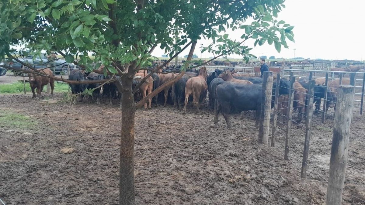 Caso de las 161 vacas de un influencer rural santafesino: imputaron a un hombre por defraudación