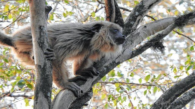 Mono carayá o aullador. Los animales fueron liberados en el norte de la provincia de Santa Fe Mono carayá o aullador. Los animales fueron liberados en el norte de la provincia de Santa Fe