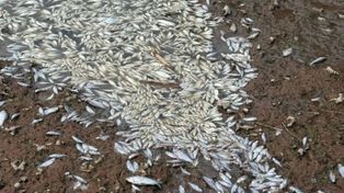 El pulso tóxico y la mortandad de peces en el Carcarañá: lo que el río está revelando