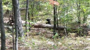 Un estudiante fotografió a un oso justo antes de que se abalance sobre él y lo mate