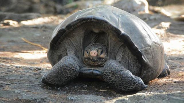 Una tortuga que se creía extinta hace más de un siglo fue hallada en Ecuador