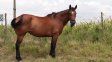 Buscan determinar el estado de salud de caballos tras aparición de síntomas neurológicos en el norte de Santa Fe