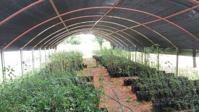 El&nbsp;sombr&aacute;culo sirve para la rustificaci&oacute;n de los arboles.&nbsp;
