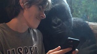 Un gorila adicto a las fotos es la atracción de un zoológico