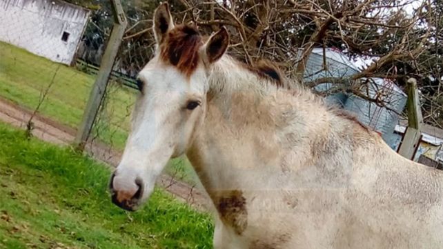En la escuela N° 39 de Villa Urquiza nació la cría de un caballo rescatado del cirujeo