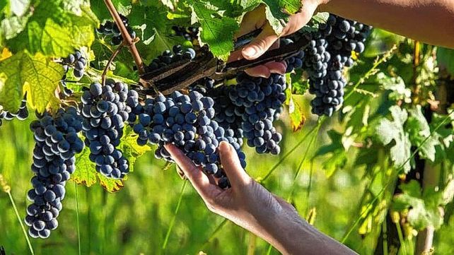 Vendimia: apurada por el calor este año, promete ser exitosa