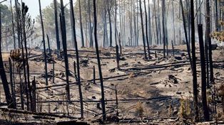 Controlan los incendios forestales en Córdoba