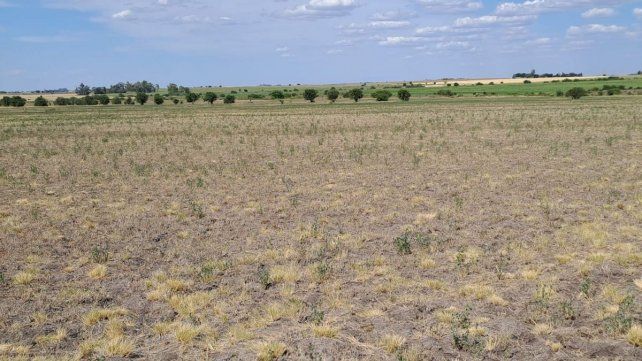 Un informe de la Bolsa de Cereales detalló el estado de las reservas hídricas para la siembra y cosecha. El impacto de la sequía ya se refleja en los granos.