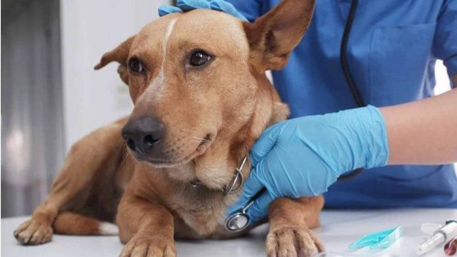 Mendoza reglamentó el uso de cannabis medicinal para animales