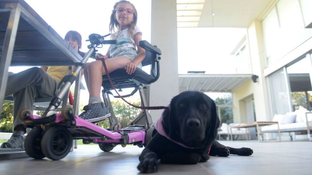 Los perros de servicio tienen libre circulación en Rosario.