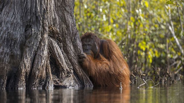 Las mejores fotos de la naturaleza de 2017 premiadas por National Geographic