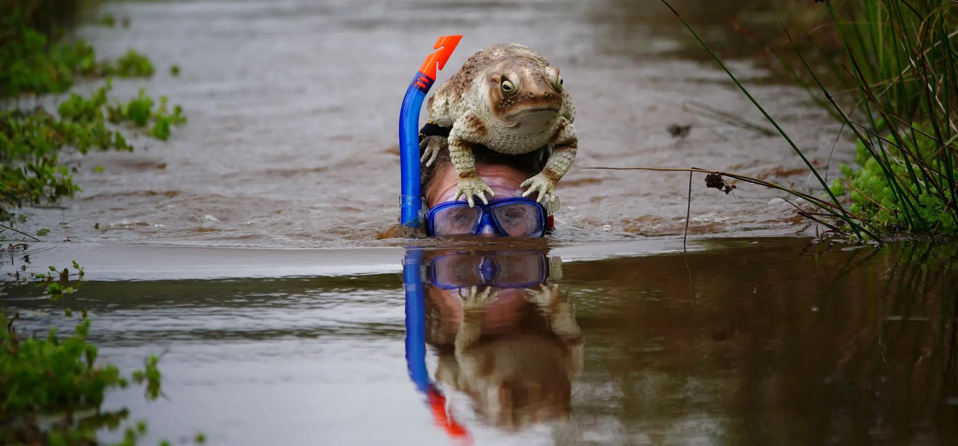 Llanwrtyd Wells, Reino Unido. Los competidores participan en el Campeonato Mundial de Snorkel de Pantano Rude Health en Waen Rhydd turbera en Powys, centro de Gales. Fotografía: Ben Birchall/PA Llanwrtyd Wells, Reino Unido. Los competidores participan en el Campeonato Mundial de Snorkel de Pantano Rude Health en Waen Rhydd turbera en Powys, centro de Gales. Fotografía: Ben Birchall/PA