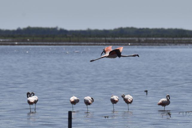 Añapiré: el paraíso de los flamencos rosados ya está cerca de ser reserva