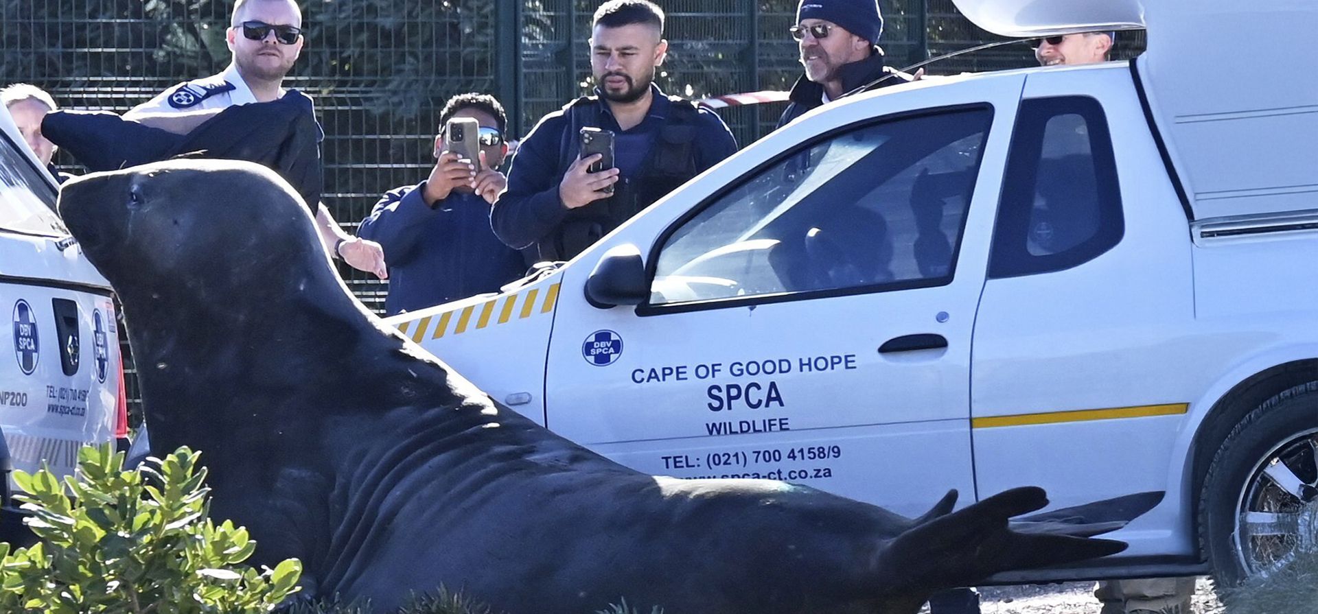 Miembros de la Sociedad para la Prevención de la Crueldad contra los Animales (SPCA) observan a un elefante marino acorralado en una calle de Gordon's Bay, cerca de Ciudad del Cabo, Sudáfrica, el martes 27 de mayo de 2025. (Foto AP) Miembros de la Sociedad para la Prevención de la Crueldad contra los Animales (SPCA) observan a un elefante marino acorralado en una calle de Gordon's Bay, cerca de Ciudad del Cabo, Sudáfrica, el martes 27 de mayo de 2025. (Foto AP)