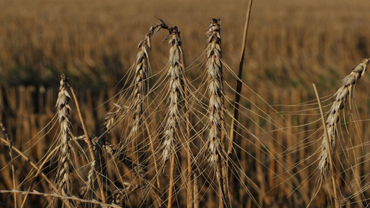Alerta naranja para el trigo y el maíz por la falta de lluvias